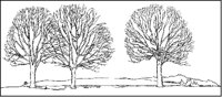 Three-Tree Landscape.tif