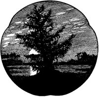 Tree at Sundown.tif