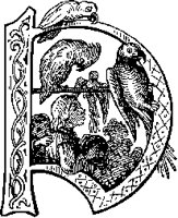 P - Parrot.tif
