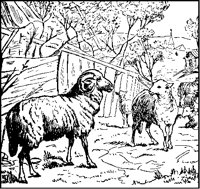 Find the Shepherd.tif