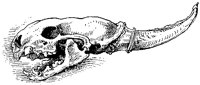 Animal Skull Dagger.tif