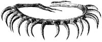 Bear Claw Necklace.tif