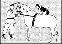 Clown with Horse and Dog.tif