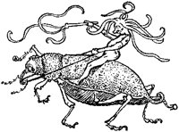 Jester Riding Flea.tif