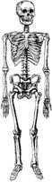 Human Skeleton.tif