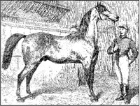 Anglo-Irish Stallion and Groom.tif