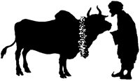 Man and Sacred Cow.tif