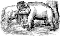 Elephant Decoy.tif