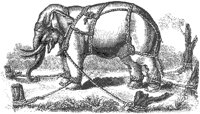 Elephant in Keddah.tif