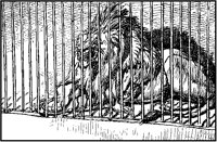Lion Behind Bars.tif
