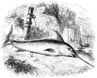 Swordfish Caught.tif