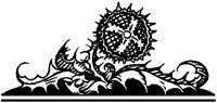 Sunflower Cross.tif