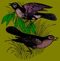 BIRD06.PCX