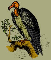 BIRD04.PCX