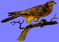 BIRD03.PCX