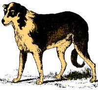 DOGS06.PCX