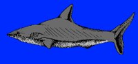FISH12.PCX