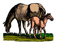 HORSE5.PCX