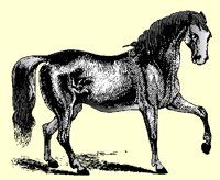 HORSE4.PCX