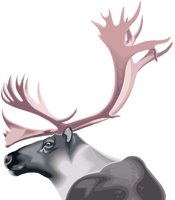 CARIBOU.PCX