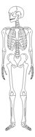 SKELETON.PCX