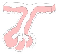 FOLLICLE.PCX