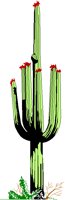 CACTUS.PCX