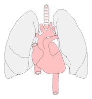 CARDIOVA.TIF