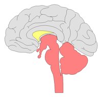 BRAINSDE.TIF