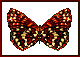 BFLY03.GIF