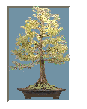 TREE4.GIF