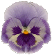 PANSY7.GIF