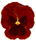 PANSY6.GIF