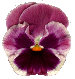 PANSY5.GIF