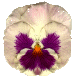 PANSY4.GIF