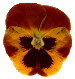 PANSY3.GIF