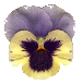 PANSY2.GIF