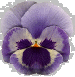 PANSY1.GIF