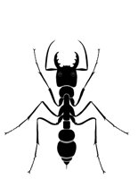 ANT.CGM