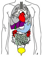 BODY.CGM