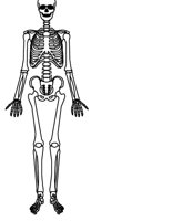 BONES1.CGM