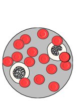 HEMOCELL.CGM