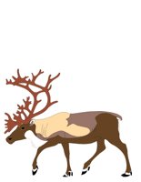 REINDEER.CGM