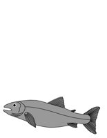 SALMON.CGM