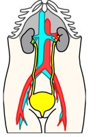 URINARY.CGM