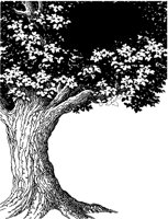 DYN_15_B.TIF