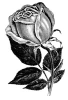 HAR_13_B.TIF