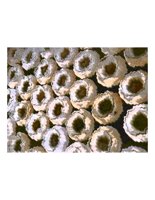 bagels06.PICT