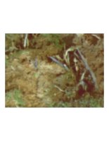 blmoss02.PICT