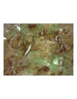 blmoss11.PICT